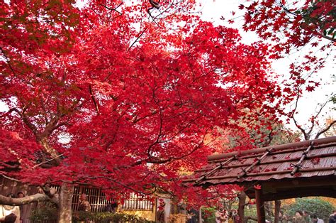 Enrian Temple The Reddest Autumn Leaves In Kyoto Japan Web Magazine