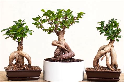 How To Take Care Of Ficus Microcarpa Ginseng Gruloda