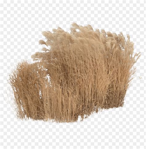 Cutout Plant Grass Grass Photoshop Tree Photoshop Grass Cutouts PNG Image With Transparent ...