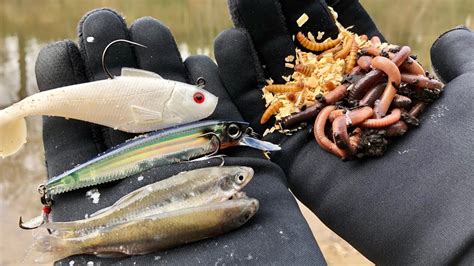 FISHING EXPERIMENT Best Winter Bait Lures Vs Minnows Vs Worms