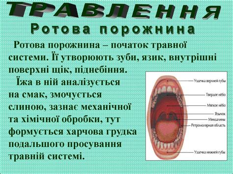 Травна система людини - презентация онлайн