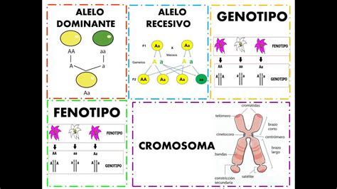 Conceptos BÁsicos De GenÉtica Rm Youtube