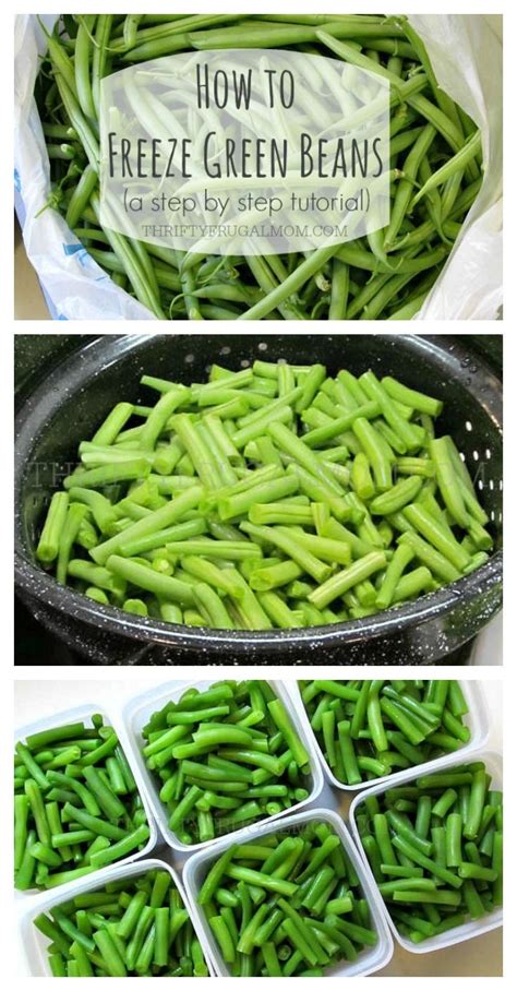 How To Freeze Green Beans A Step By Step Tutorial Frozen Green