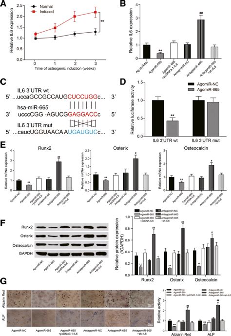 Targeting Relationship Between Mir 665 And Il6 And Their Effects On