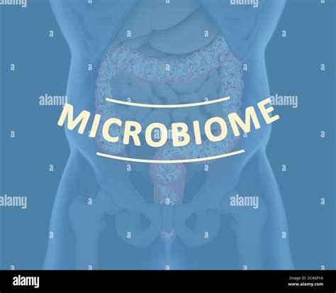 Gut Bacteria Microbiome Bacteria Inside The Large Intestine Concept