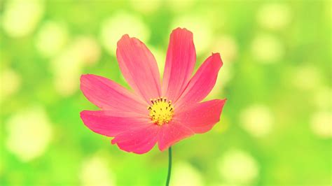 Wallpaper Pink Flowers Nature Plants Blossom Cosmos Flower Flora