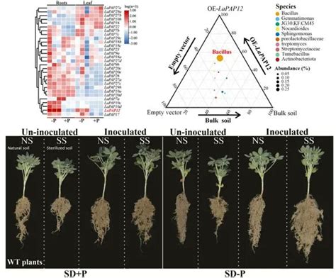 Plantae On Twitter Plant Science Research Weekly Root Acid