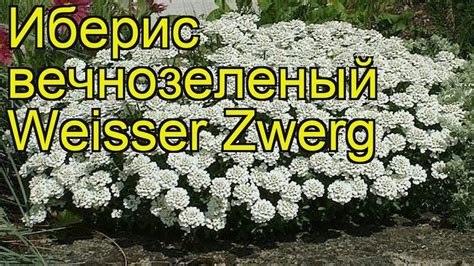 Иберис вечнозеленый Виззер Зверг. Краткий обзор, описание iberis ...