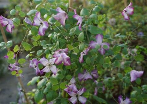 Clematis Viticella Minuet Rosenschule Ruf