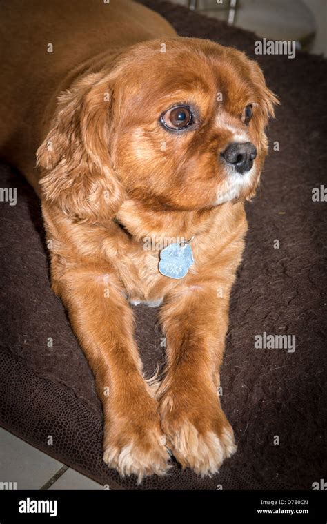 Prince Charles Spaniel Hi Res Stock Photography And Images Alamy