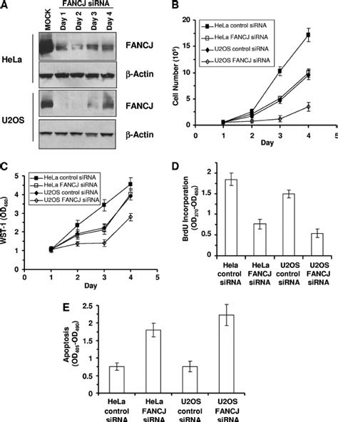 Fancj Depletion Sensitizes Cells To Tms A Whole Cell Extracts From