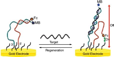 Schematic Representation Of The Dual Signalling E Dna Sensor