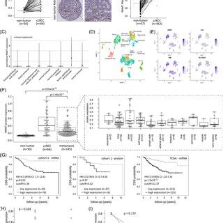 (A) Differential gene expression in nicotinamide‐N‐methyltransferase ...