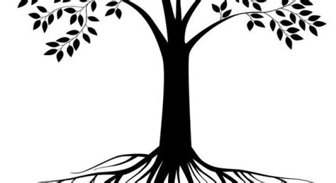 Aspen Tree Vector at GetDrawings | Free download