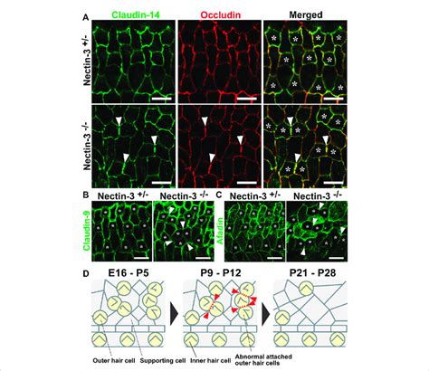 Localization Of Claudin Occludin Claudin And Afadin In The