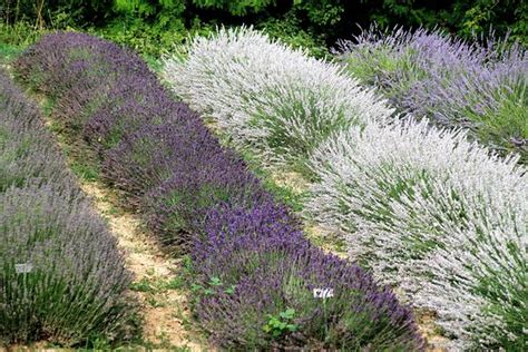 Giardino Delle Erbe Augusto Rinaldi Ceroni Casola Valsenio