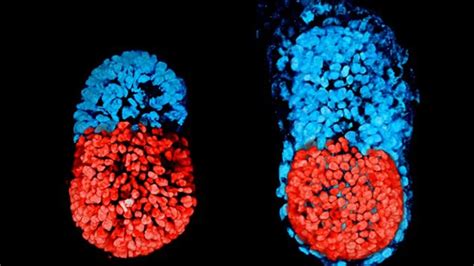 Cient Ficos Crearon Los Primeros Embriones Artificiales De Laboratorio