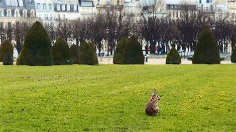 Les lapins des Invalides sont désormais hors de danger Le Bonbon