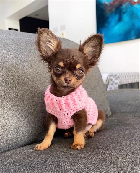 Craigslist chihuahua puppies/Chihuahua puppies craigslist