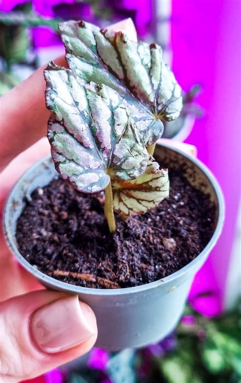 Begonia rex Shiny Silver teplý balíček Aukce rostlin