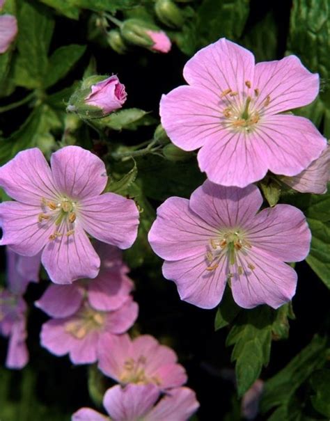 Geranium Maculatum Chatto Hardy Geranium Geraniums Easy Plants To Grow