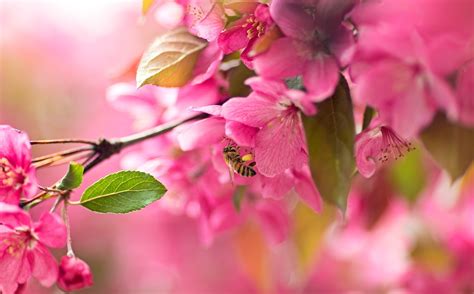 Blossom Branch Flower Macro Nature Pink Flower Spring 4k Hd Wallpaper Rare Gallery