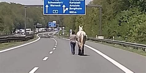 Pferd Randaliert In Anh Nger Polizei Sperrt A