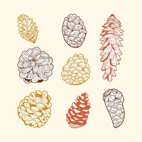 Pinecone Drawing