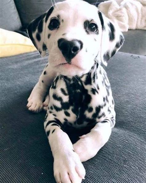 Долматинец | Cute animals, Cute baby animals, Cute dogs