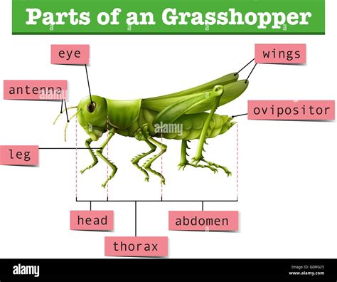 Grasshopper External Anatomy