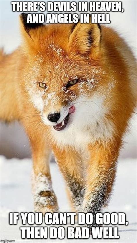 Fox, Memes, Animals, Quick, Animales, Animaux, Meme, Animal, Animais