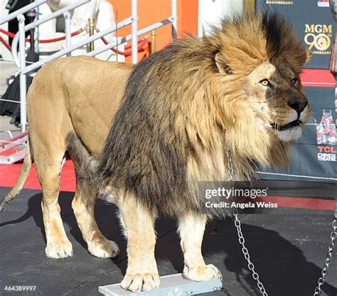 Leo The Mgm Lion Photos Et Images De Collection Getty Images