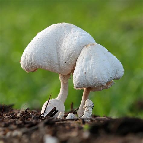 29 Best Wild Mushrooms Of Singapore Images On Pinterest Wild Mushrooms Singapore And November