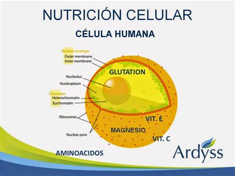 Nutricion Salud Y Bienestar Nutricion Celuar