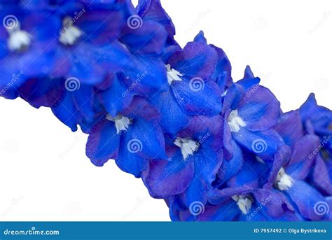 Indigo flowers stock photo. Image of nature, flora, plant - 7957492