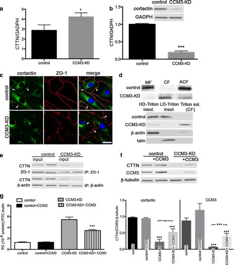 A B Real Time Rt Pcr And Western Blot Analysis Of Cortactin Cttn