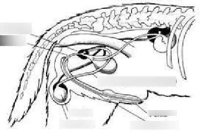 Male dog reproductive system Diagram | Quizlet