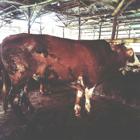 Jual Sapi Kurban Sehat Dan Murah Bali Kupang PO Pegon Limosin Simental