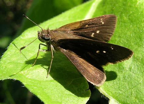 Clouded Skipper Gtm Research Reserve Butterfly Guide Inaturalist