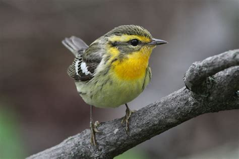 Blackburnian Warbler Female Jeremy Meyer Photography