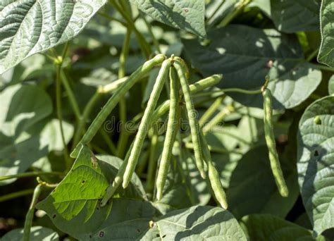 Kacang Hijau Pods Green Beans Mung Bean Vigna Radiata Plant In