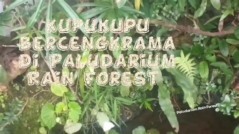 Sepasang Kupu2 Asik Bercengkrama Di Paludarium Rain Forest Come To