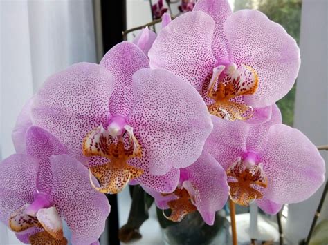 Пин от пользователя Venkatesh Char на доске orchids | Орхидеи, Орхидея ...