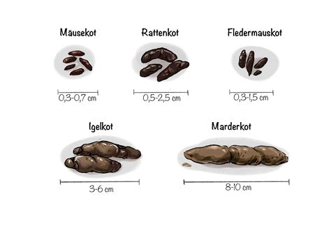 Marderkot Im Garten Gartengestaltung Idee