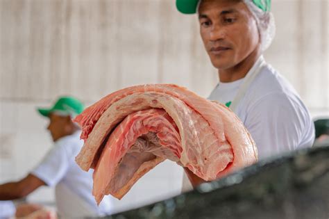 Feira Do Pirarucu Realiza Venda De 5 2 Toneladas De Pescado Fresco E