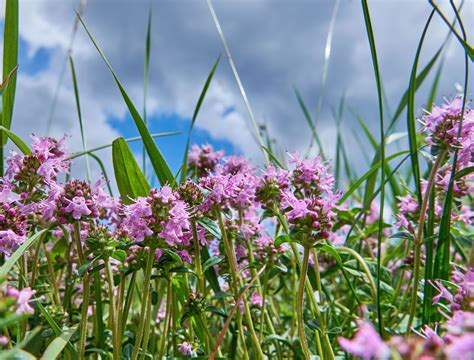 How Often To Water Your Creeping Thyme Lawn