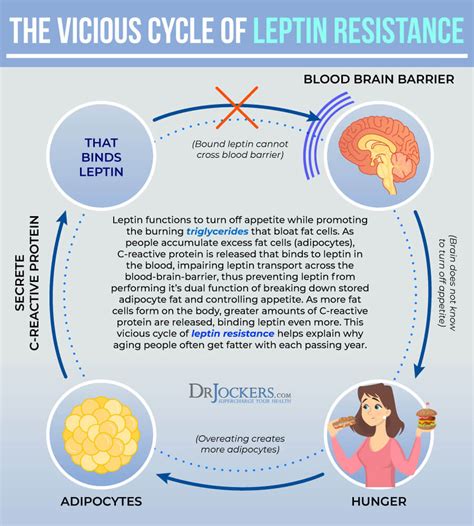 Leptin Resistance: Symptoms, Causes and Support Strategies