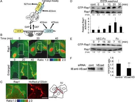 Rap Is Activated By Ve Cadherin Mediated Cell Adhesion Upon Cell Cell