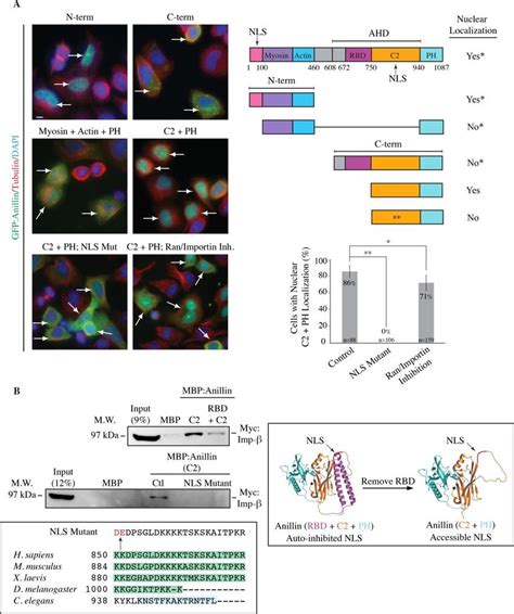 Anillin Contains A Functional NLS In Its C Terminus A Images Show