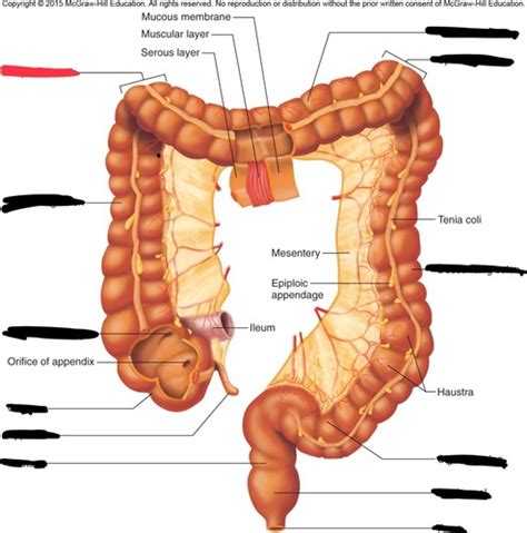 Large Intestines Flashcards Quizlet